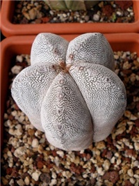 06b0c403-ASTROPHYTUM ONZUKA.jpg
